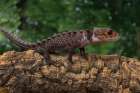 Papua New Guinea. Red-eye crocodile skink on fallen tree. Art Print